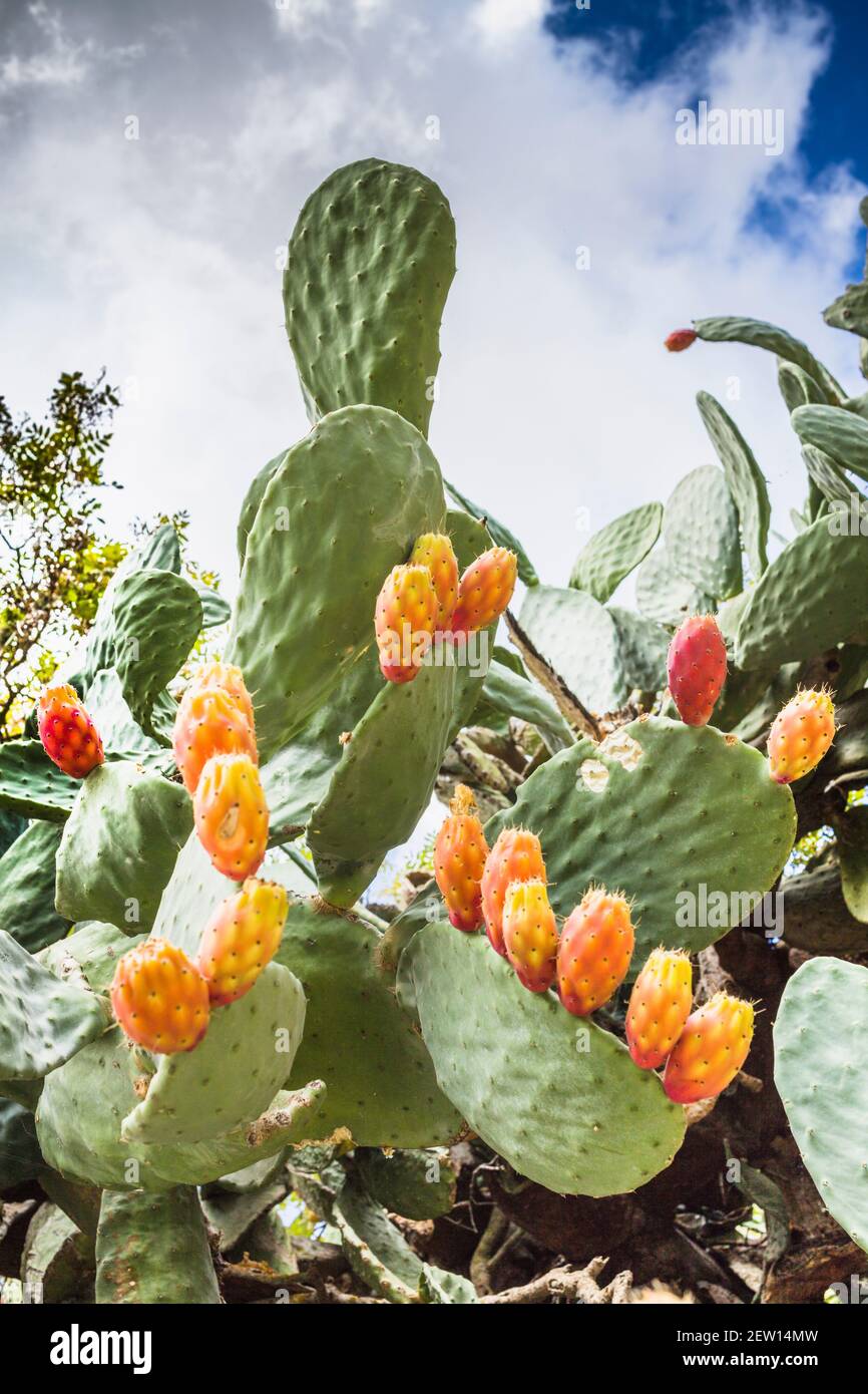 Plante de Cactus avec des fruits comestibles de poire à pickly Photo Stock  - Alamy