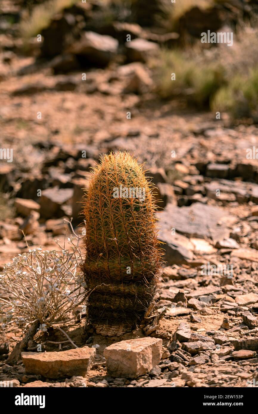 Un cliché sélectif vertical d'un cactus solitaire dans le désert du Grand Canyon pendant l'heure d'or, avec des plantes et des rochers en arrière-plan Banque D'Images