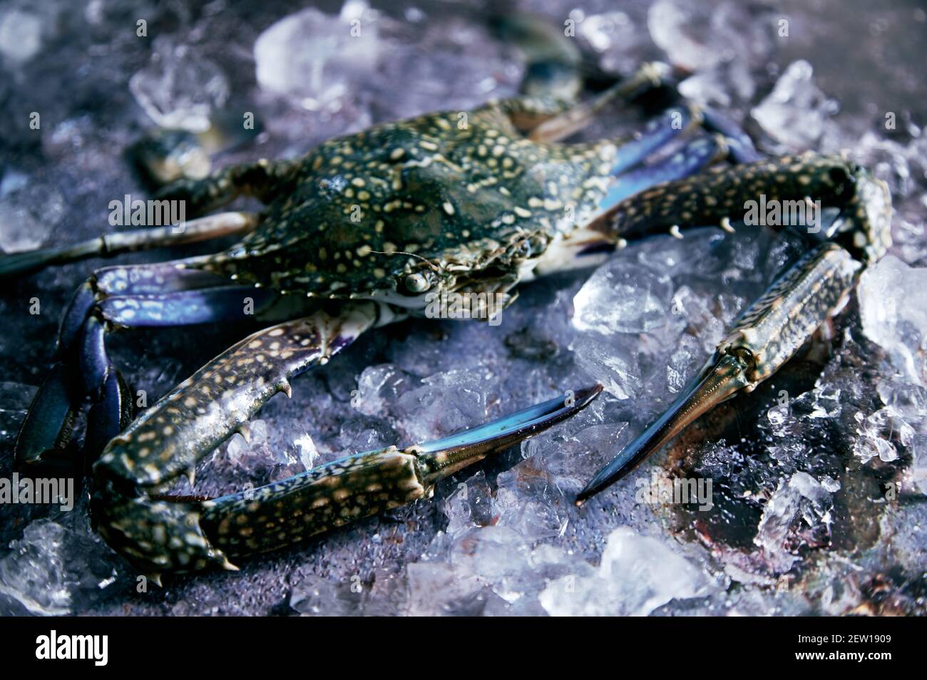 Crabe frais de grande taille avec griffes picky et carapace ornementale sur les glaçons à la lumière du jour Banque D'Images