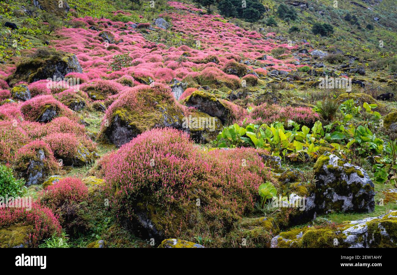 Fleurs sauvages en pleine floraison dans un paysage de montagne sauvage avec de la roche et d'autres plantes en été près de Tawang, Arunachal Pradesh, Inde. Banque D'Images