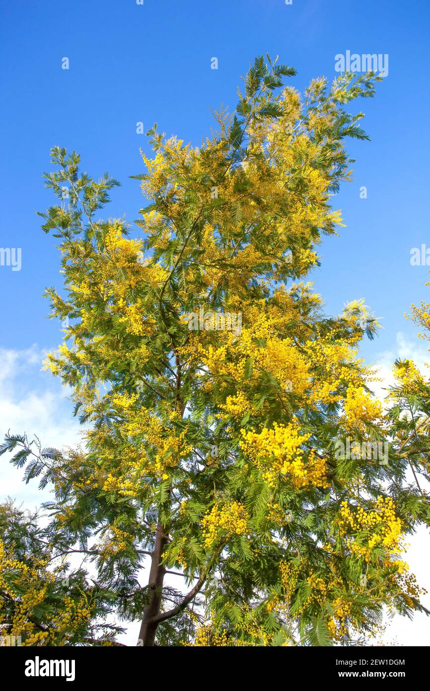 France, Vendée (85), île de Noirmoutier, Noirmoutier-en-l'Ile, floraison des mimosas d'hiver au Bois de la chaise Banque D'Images