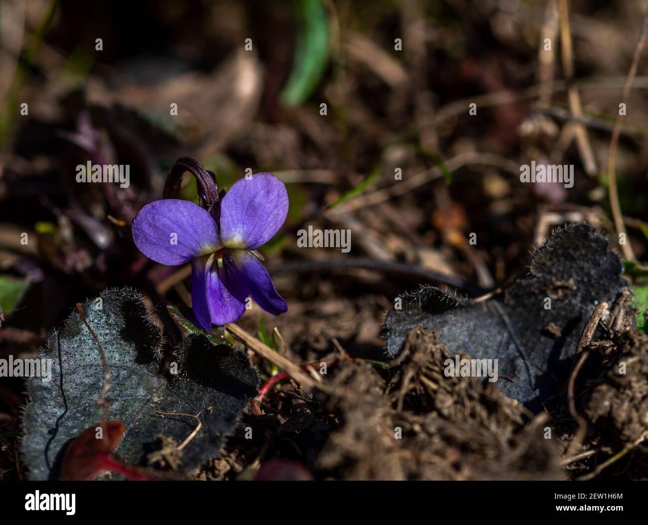 Fleur speedwell de printemps en pleine croissance, photo en gros plan de la fleur de veronica Banque D'Images