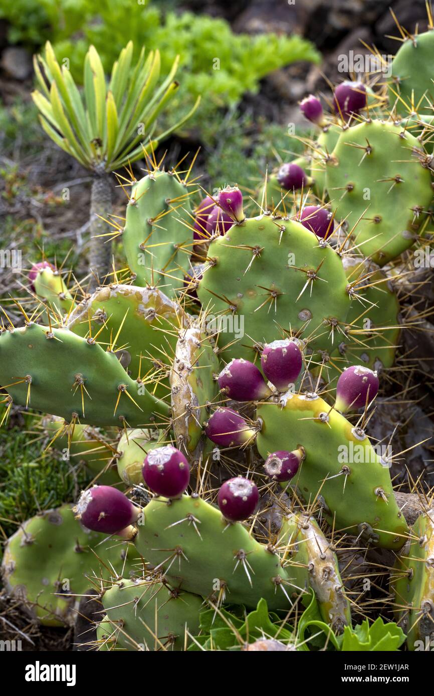 Espagne, îles Canaries, île de Ténérife, Buenavista, el Rayo Buenavista del Norte Banque D'Images