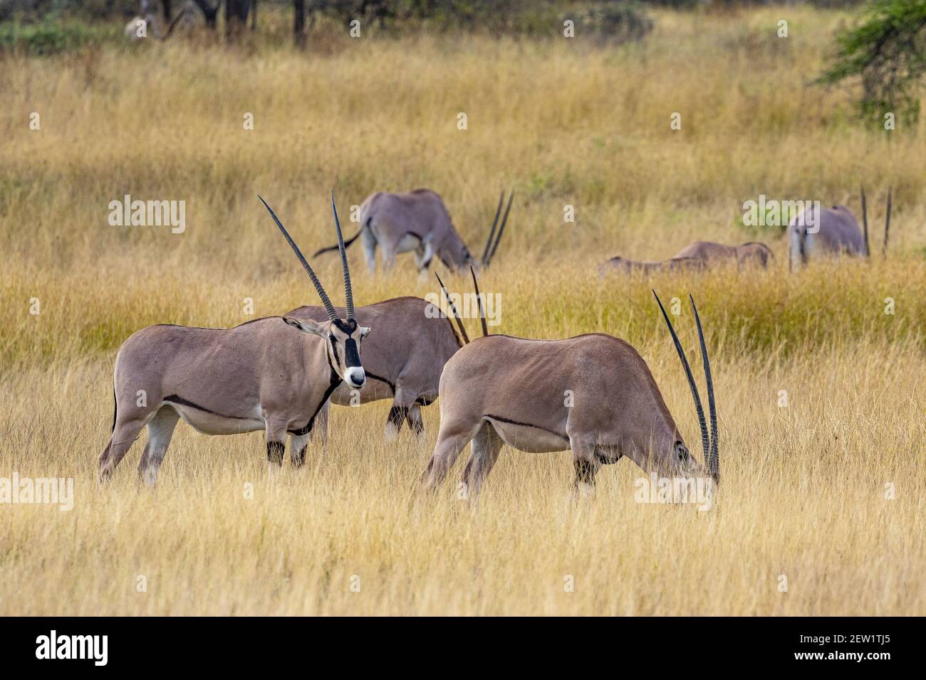 Kenya, réserve de Samburu, Oryx (Oryx beisa), manger Banque D'Images