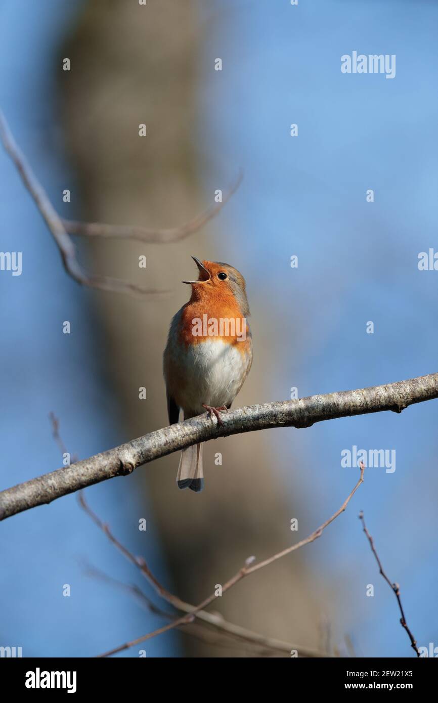 Robin européenne (erithacus rubecula) perchée sur le chant de branche, appelant, gazouillant au début du printemps avec bec large ouvert, mars, Royaume-Uni. Banque D'Images