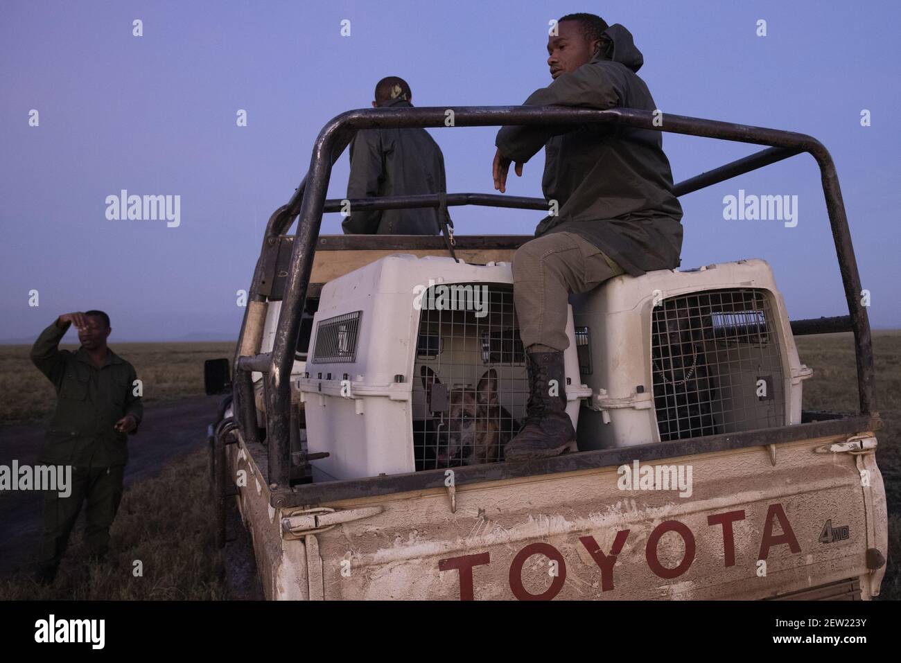 Tanzanie, Parc National Serengeti, Gol Kopje, 1 heure et 30 minutes de piste ondulée séparer l'unité K9 de Ikoma de Gol Kopje, le paradis des lions, les chiens Freddy et Thor seront bientôt en mesure de sortir en patrouille avec leur maître de chien Banque D'Images