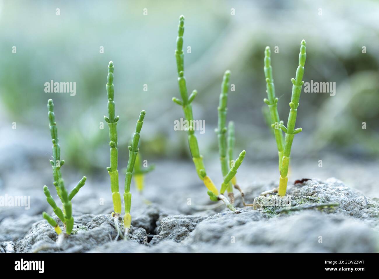 France, Ille-et-Vilaine, Minihic-sur-Rance, samphir européen (Salicornia europaea) Banque D'Images