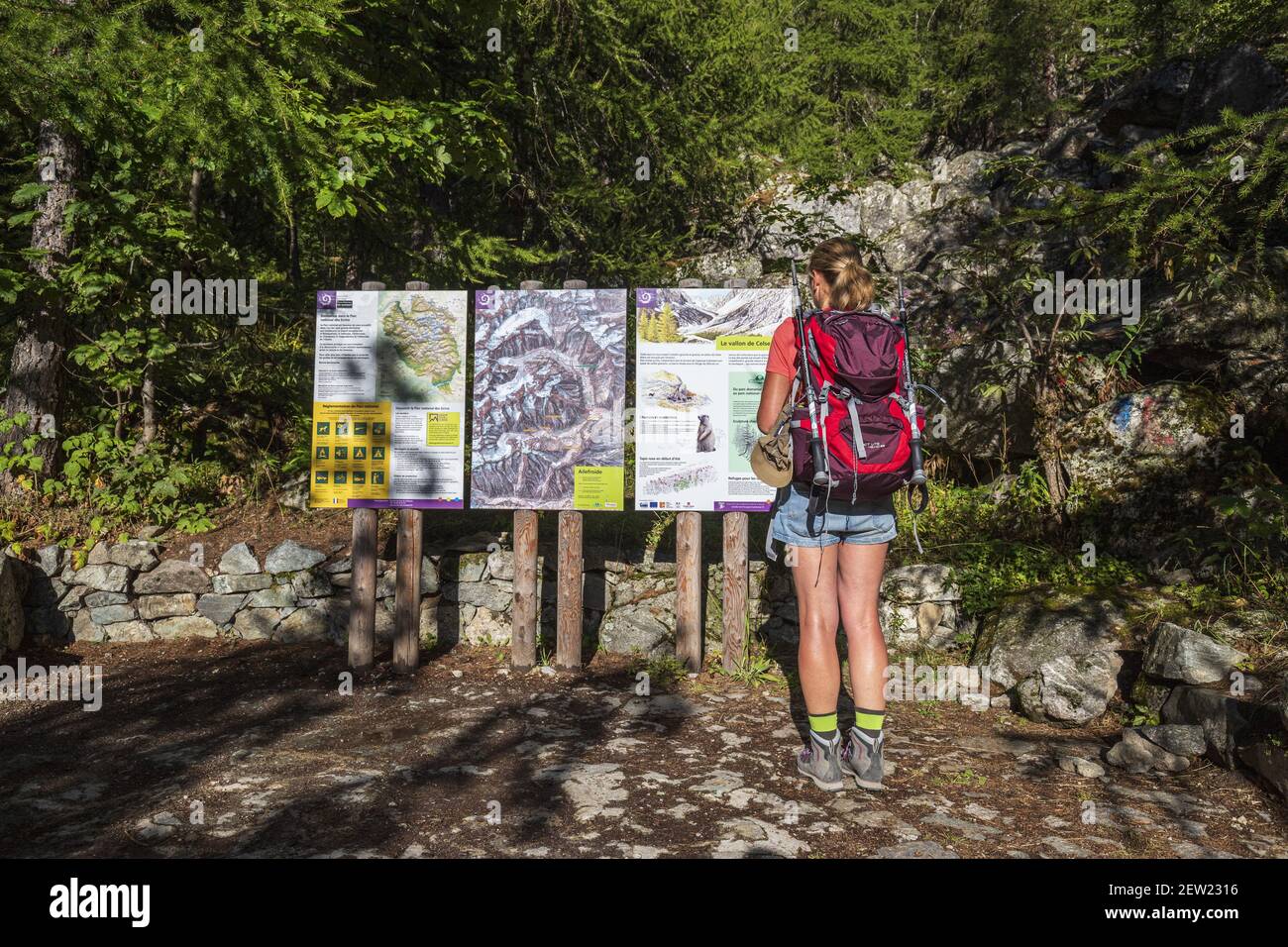 Niere Banque d'image et photos - Alamy