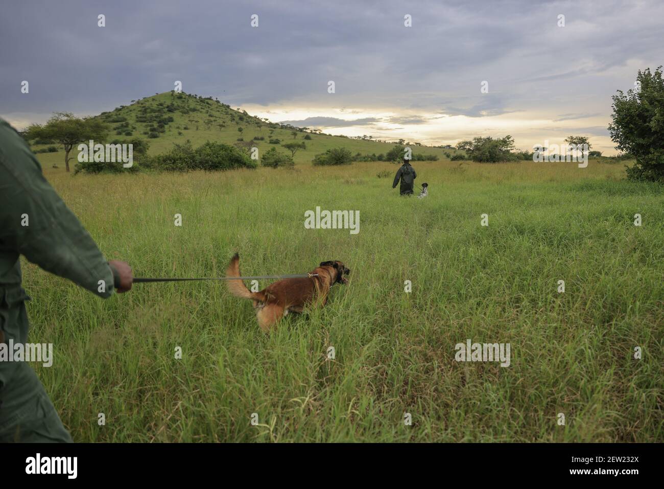 Tanzanie, unité canine Ikoma où sont rassemblés les chiens anti-braconnage du Parc Serengeti, l'unité K9 est sortie, chaque chien accompagné d'un maître Banque D'Images