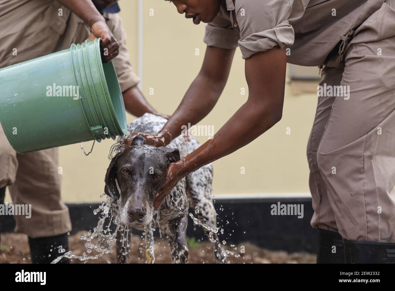 Tanzanie, unité canine d'Ikoma où sont rassemblés les chiens anti-braconnage du parc Serengeti, Oscar, le chien le plus athlétique de l'unité K9 hait le jour du bain et des tremblements du début à la fin Banque D'Images