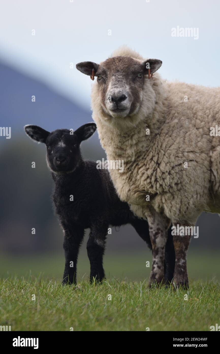 Mouton de croix et agneau noir, Écosse Banque D'Images