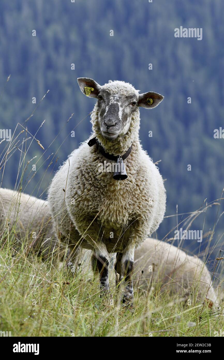 France, haute Savoie, Aravis, moutons dans les pâturages, été Banque D'Images