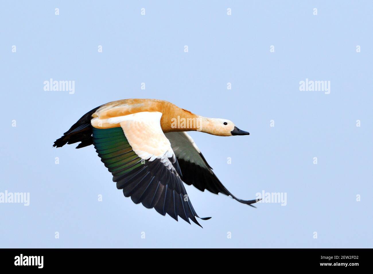 Ruddy Shelduck Bird est en vol sous le ciel bleu Banque D'Images