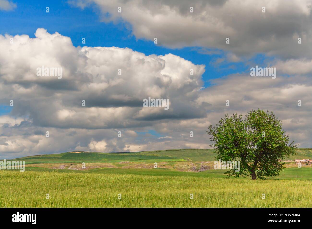 Ciel de printemps: Nuage avec hirondelle volante entre les branches de floraison. Banque D'Images