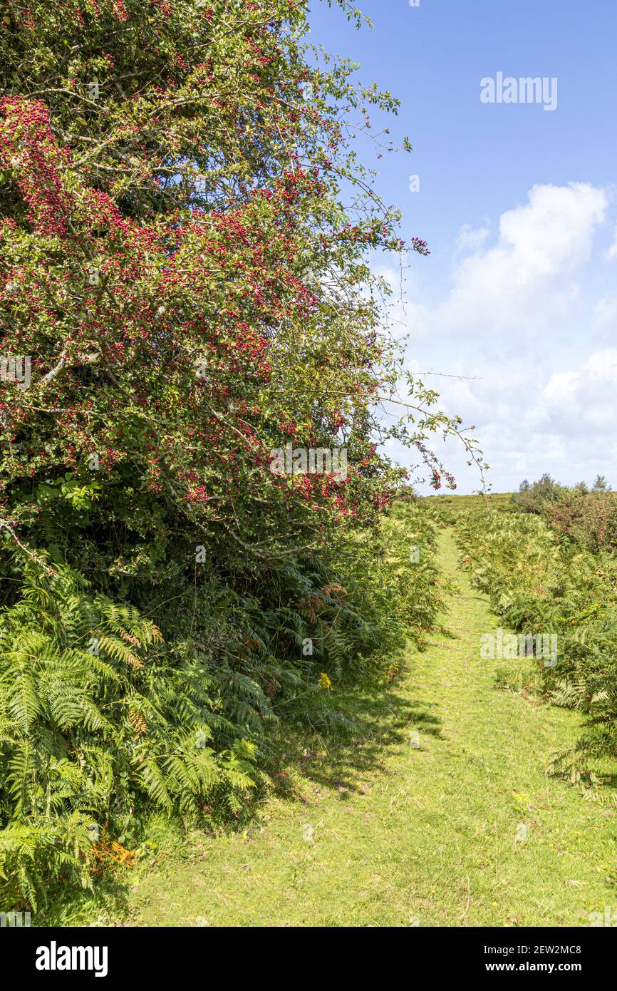 Septembre sur le parc national d'Exmoor - une récolte abondante de baies de la harde au début de l'automne à côté d'un sentier herbeux près de Horner, Somerset Royaume-Uni Banque D'Images