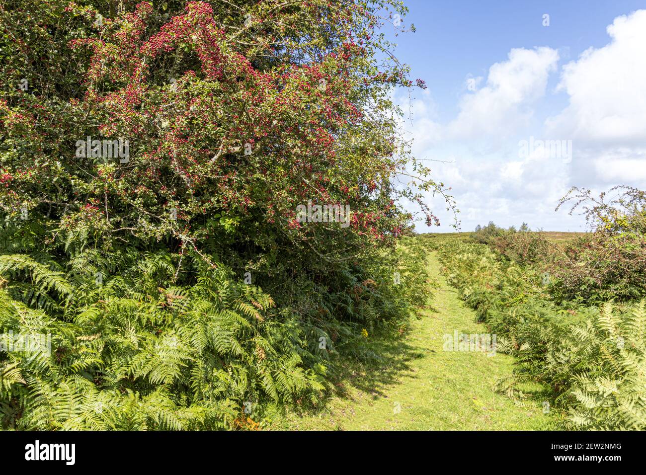Septembre sur le parc national d'Exmoor - une récolte abondante de baies de la harde au début de l'automne à côté d'un sentier herbeux près de Horner, Somerset Royaume-Uni Banque D'Images