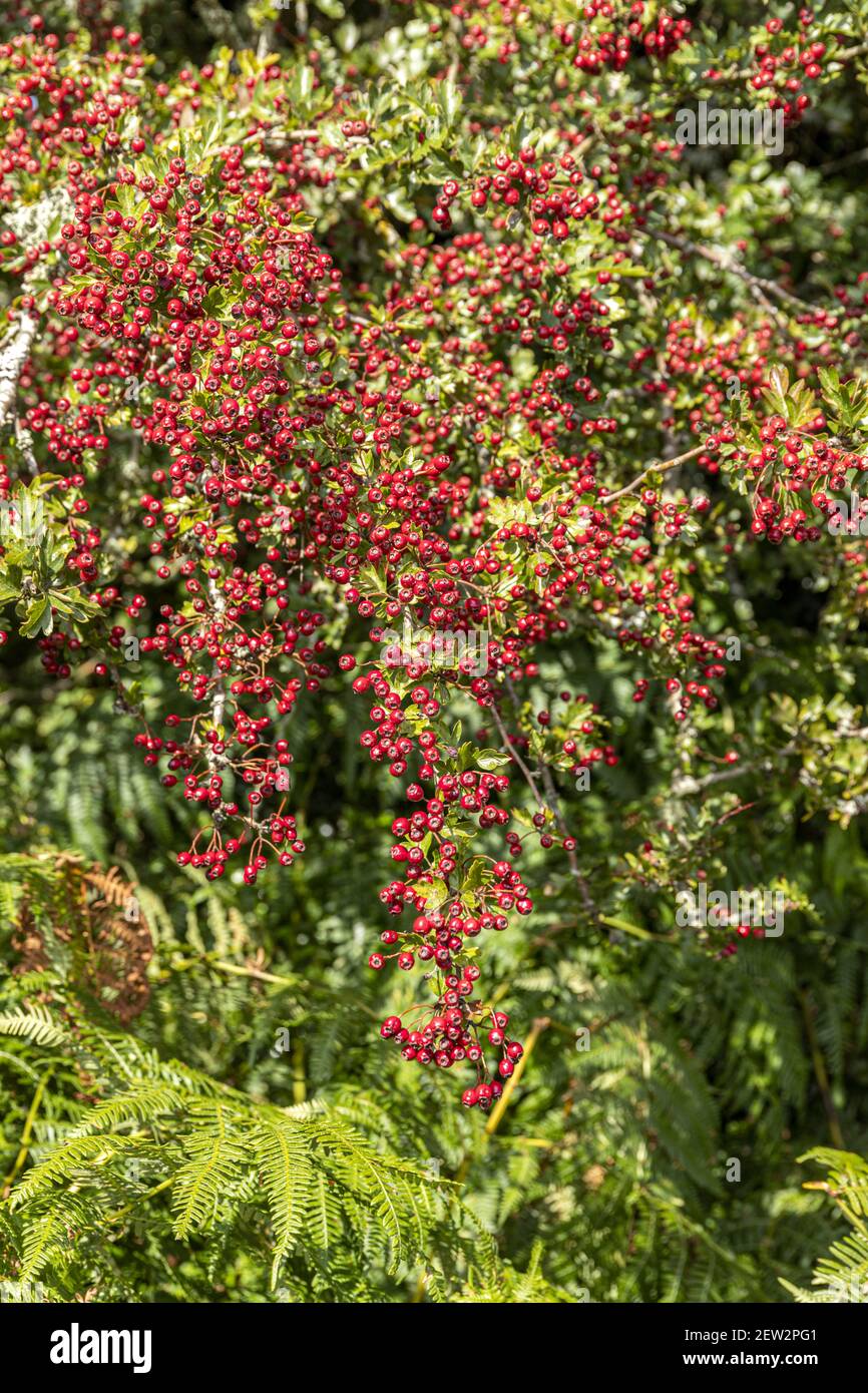 Septembre sur le parc national d'Exmoor - une récolte abondante de baies de la harde au début de l'automne près de Horner, Somerset Royaume-Uni Banque D'Images