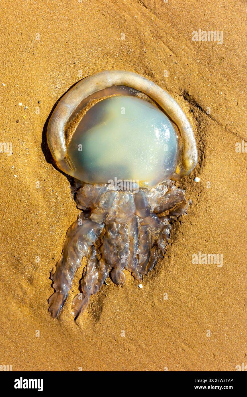 Le méduse de lune s'est lavé sur une plage de sable au sud Pays de Galles Royaume-Uni Banque D'Images