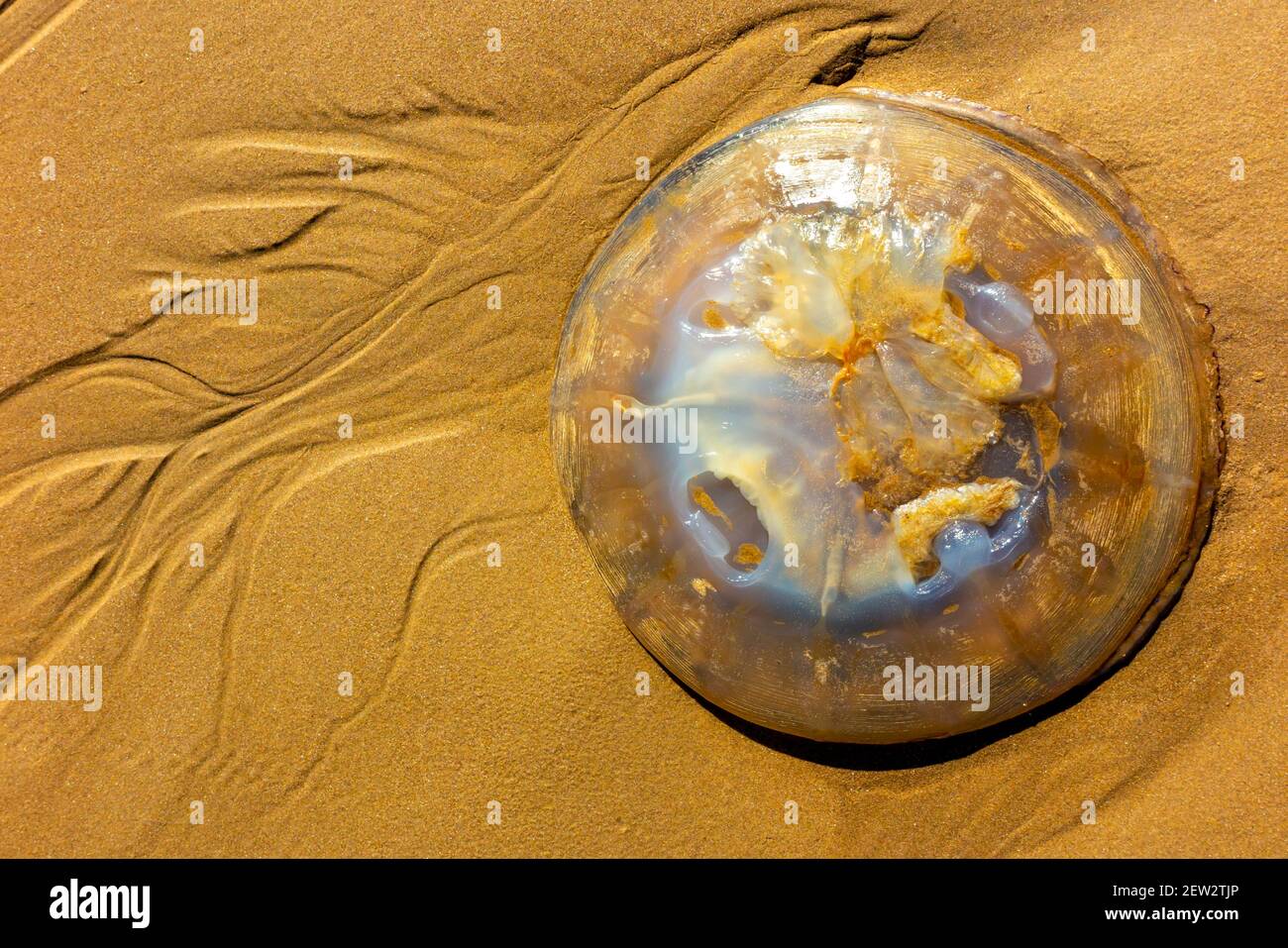 Le méduse de lune s'est lavé sur une plage de sable au sud Pays de Galles Royaume-Uni Banque D'Images