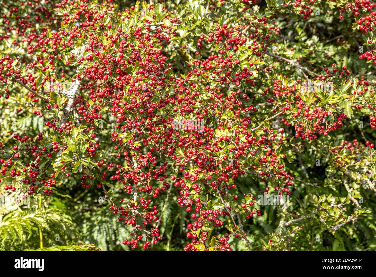 Septembre sur le parc national d'Exmoor - une récolte abondante de baies de la harde au début de l'automne près de Horner, Somerset Royaume-Uni Banque D'Images