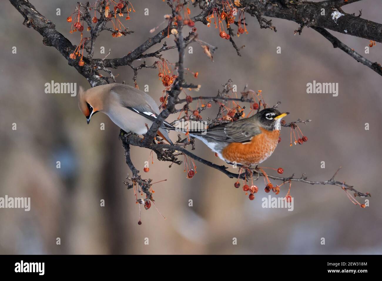 Le Robin des bois d'Amérique, le Turdus migratorius, et un waxwing de Bohème, le Bombycilla garrulus, perchés sur une branche d'arbre Banque D'Images