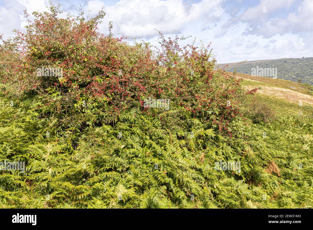 Septembre sur le parc national d'Exmoor - une récolte abondante de baies de la harde au début de l'automne près de Horner, Somerset Royaume-Uni Banque D'Images