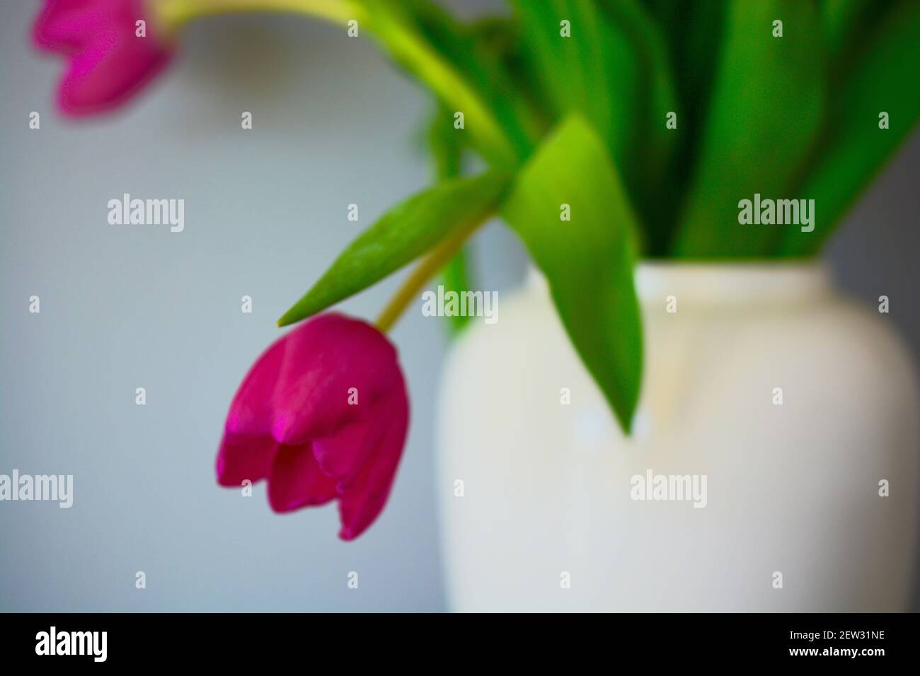 Printemps Ete Fleur Esthetique Avec Espace De Copie Pour Le Texte Les Logos Les Citations Et Les Messages Tulipes Roses Aux Feuilles Vertes Fleurs Populaires Passionnees Profondes Photo Stock Alamy