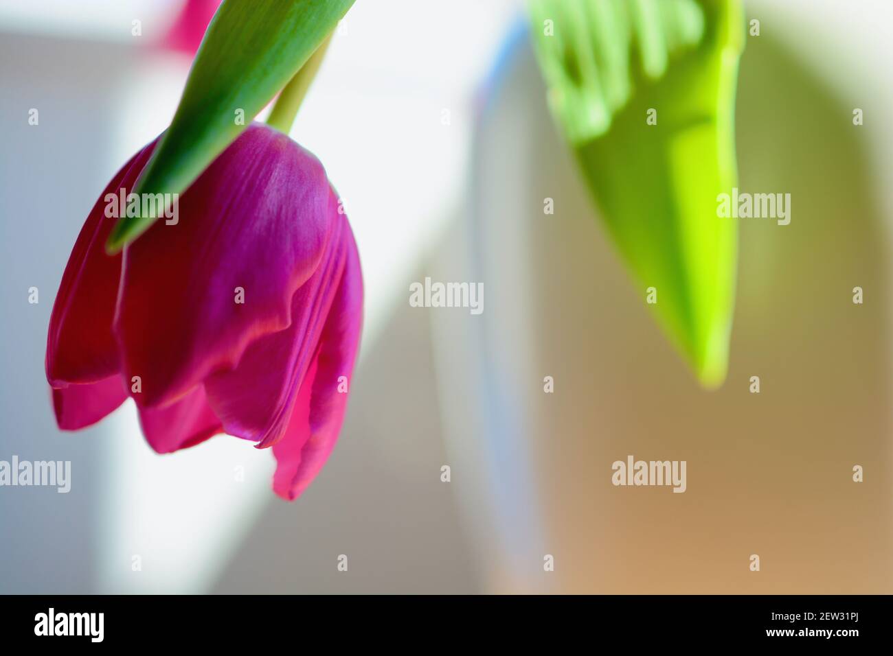 Printemps Ete Fleur Esthetique Avec Espace De Copie Pour Le Texte Les Logos Les Citations Et Les Messages Tulipes Roses Aux Feuilles Vertes Fleurs Populaires Passionnees Profondes Photo Stock Alamy
