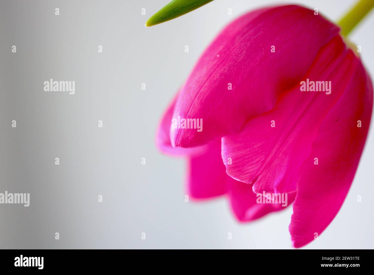 Printemps Ete Fleur Esthetique Avec Espace De Copie Pour Le Texte Les Logos Les Citations Et Les Messages Tulipes Roses Aux Feuilles Vertes Fleurs Populaires Passionnees Profondes Photo Stock Alamy
