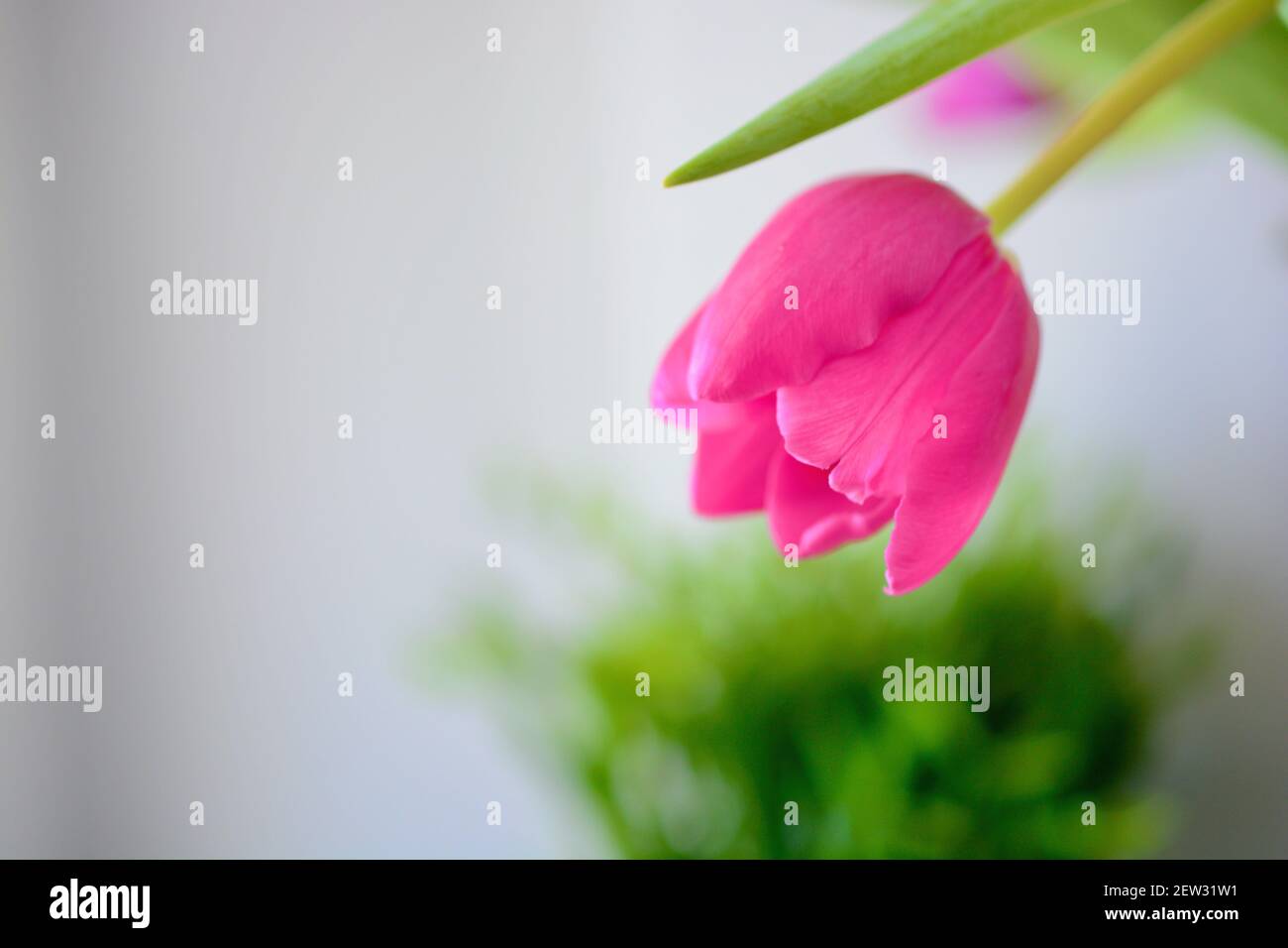 Printemps Ete Fleur Esthetique Avec Espace De Copie Pour Le Texte Les Logos Les Citations Et Les Messages Tulipes Roses Aux Feuilles Vertes Fleurs Populaires Passionnees Profondes Photo Stock Alamy