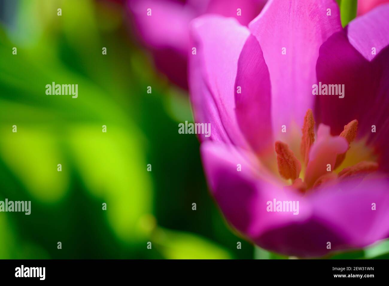 Printemps Ete Fleur Esthetique Avec Espace De Copie Pour Le Texte Les Logos Les Citations Et Les Messages Tulipes Roses Aux Feuilles Vertes Fleurs Populaires Passionnees Profondes Photo Stock Alamy