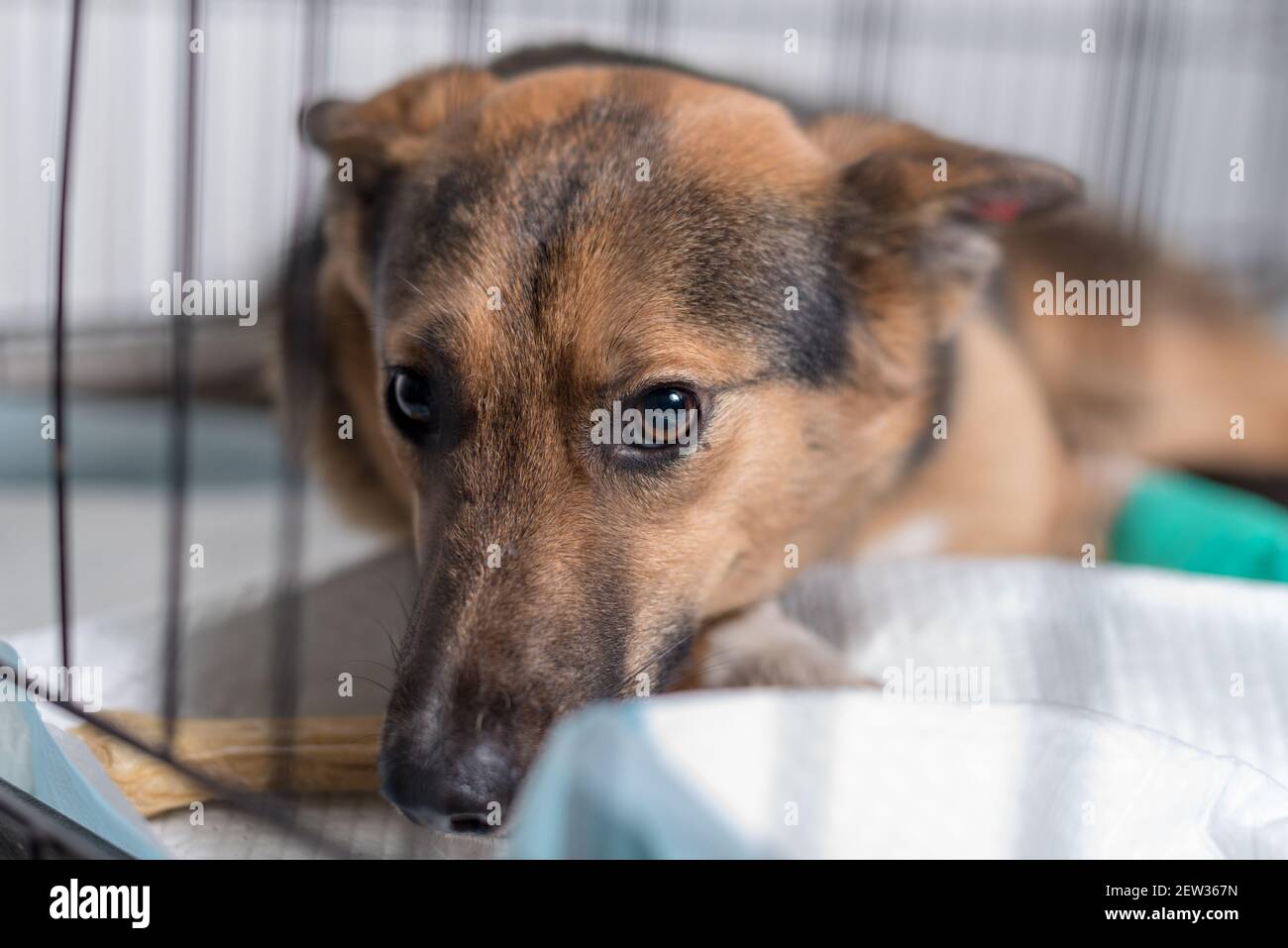 chien triste mongrel dans une cage d'abri pour animaux Banque D'Images
