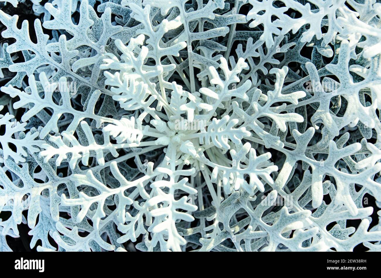 Dusty miller, Silver ragwort, Silver Dust ou Jacobaea maritima. Arrière-plan feuillage argenté. Gros plan. Vue de dessus Banque D'Images