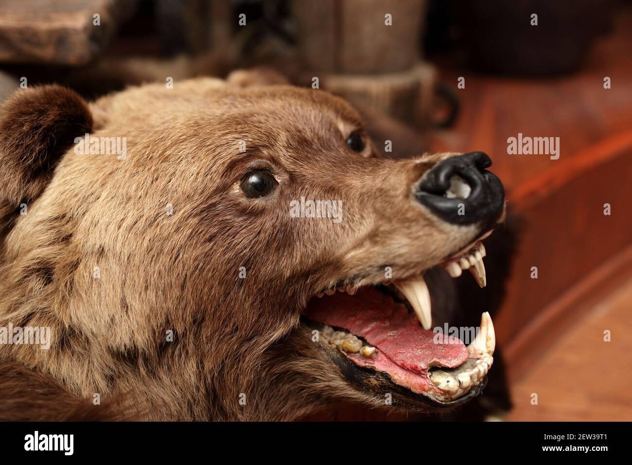 Tête d'un ours brun farci sur le sol Banque D'Images