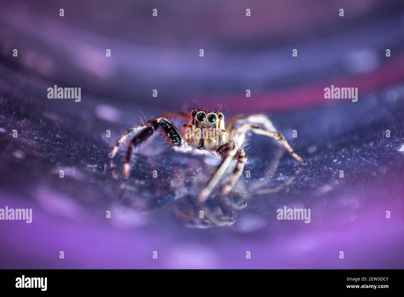 Le saut d'araignée en Thaïlande est une image colorée. Banque D'Images
