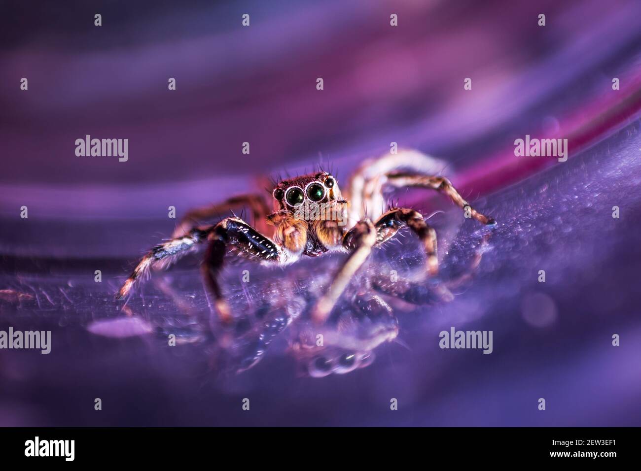 Le saut d'araignée en Thaïlande est une image colorée. Banque D'Images