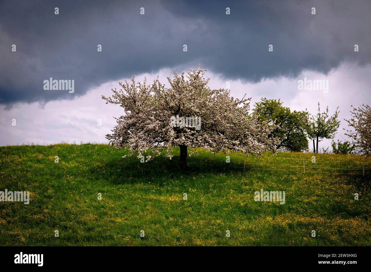 Paysage avec arbre, Stein, région d'Appenzell, plateau, Suisse Banque D'Images