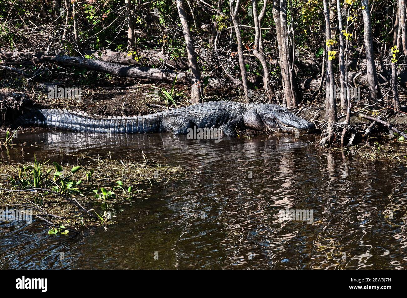 Les alligators sont le roi du marais, le parc historique national et réserve Jean Lafitte, Louisiane, Etats-Unis, Amérique du Nord, Banque D'Images