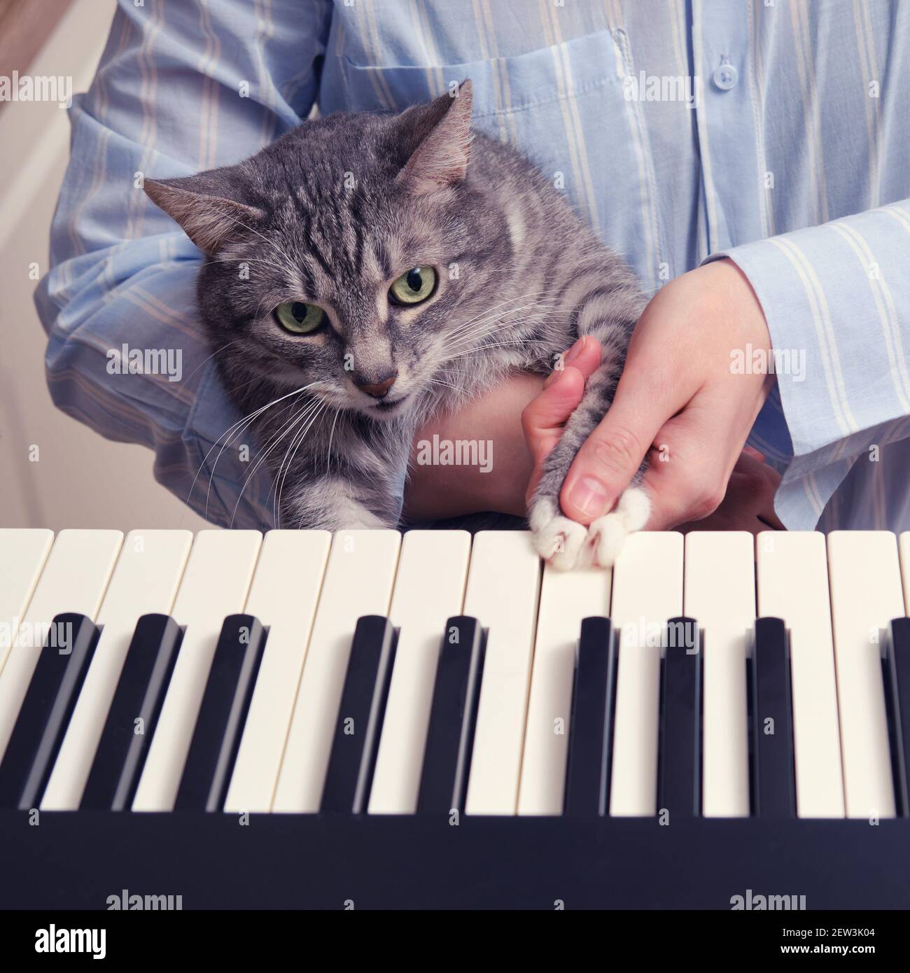 Enseigner A Un Chat A Jouer Un Instrument De Musique Chanter Appuie Sur Les Touches D Un Piano Electrique Photo Stock Alamy