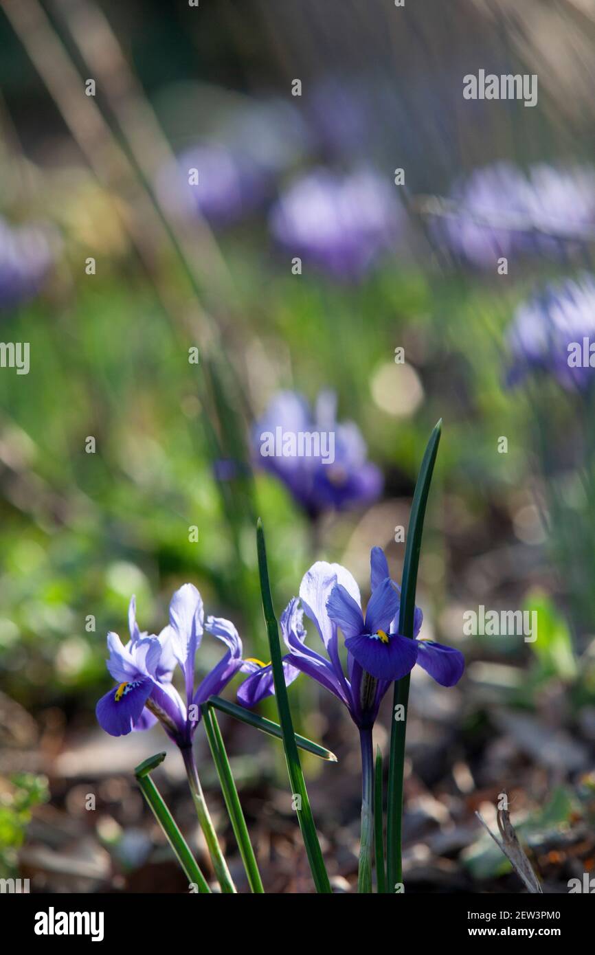 UK Weather, Londres, 2 mars 2021 : le soleil saisit les pétales d'un iris reticulata tandis que le sud de l'Angleterre a bénéficié d'un après-midi ensoleillé. Anna Watson/Alay Live News Banque D'Images