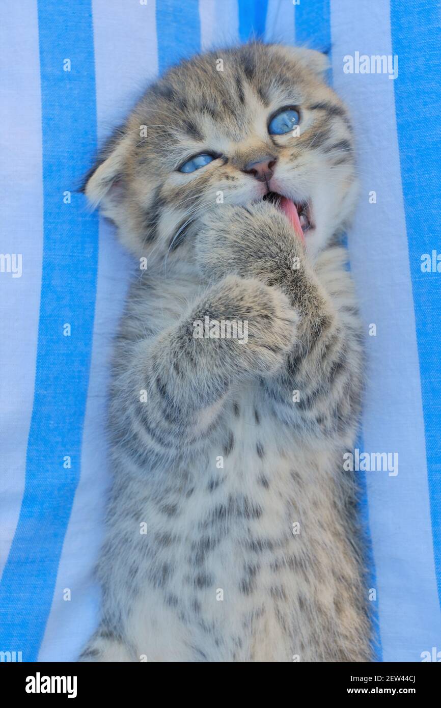 Chaton écossais. Portrait de chaton tabby. Repose sur le dos et léche son paw sur un fond rayé bleu et blanc.Pets.chaton avec les yeux bleus Banque D'Images