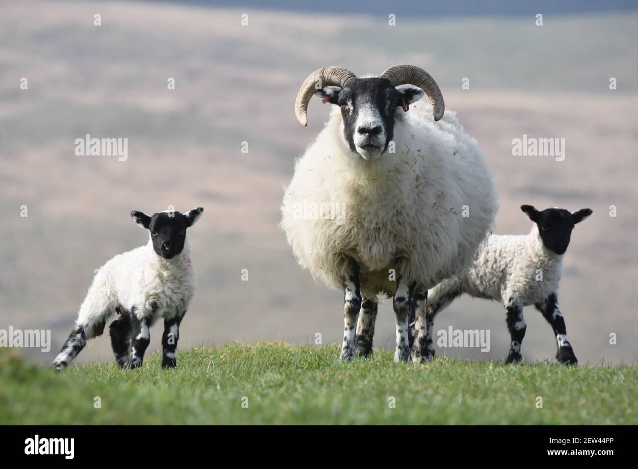 Brebis écossaise à Blackface avec agneaux, SW Ecosse Banque D'Images