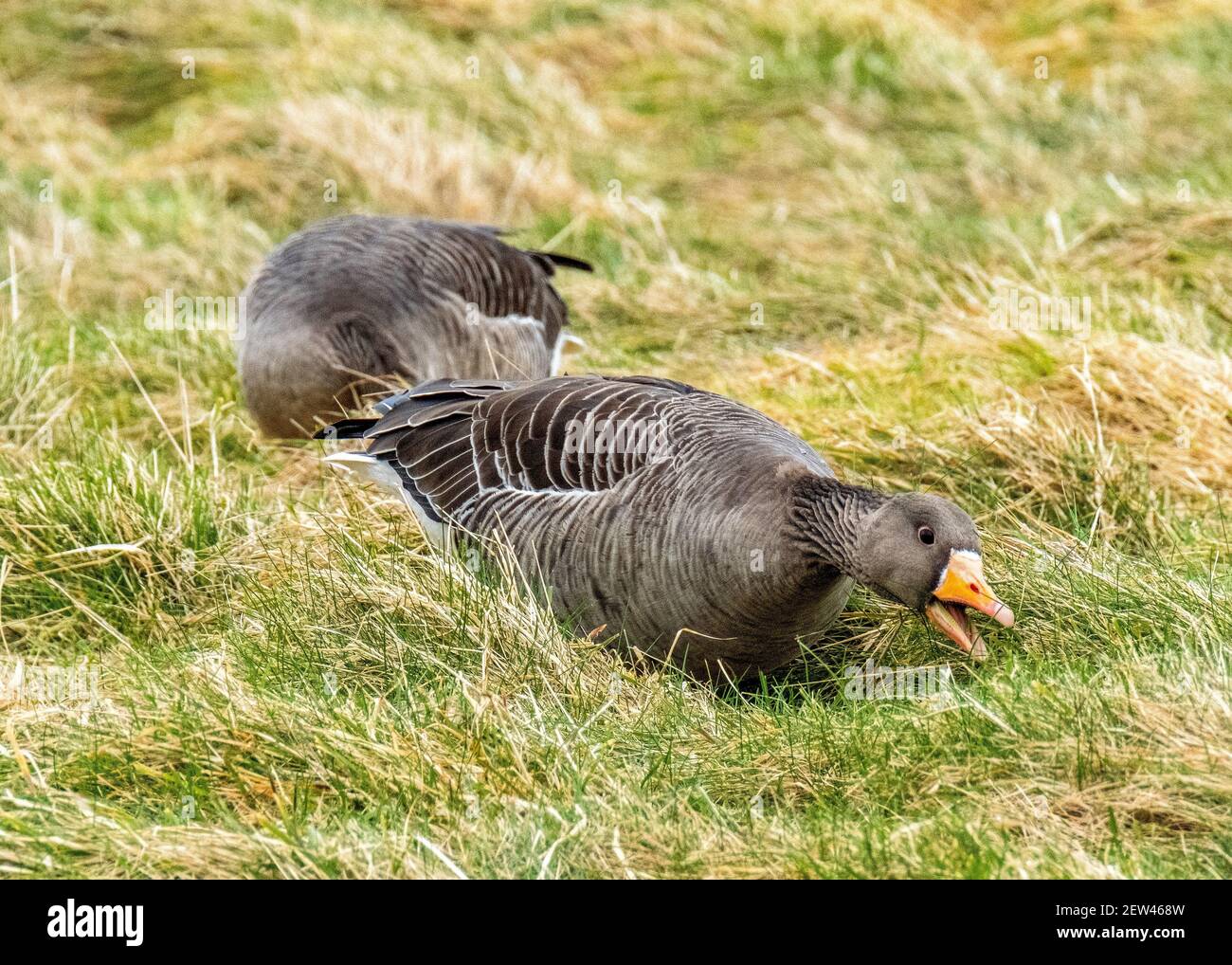 Génèse au graylag paissant sur des terres agricoles près de Loch Leven, Kinross, Écosse, Royaume-Uni. Banque D'Images Génèse au graylag paissant sur des terres agricoles près de Loch Leven, Kinross, Écosse, Royaume-Uni. Banque D'Images