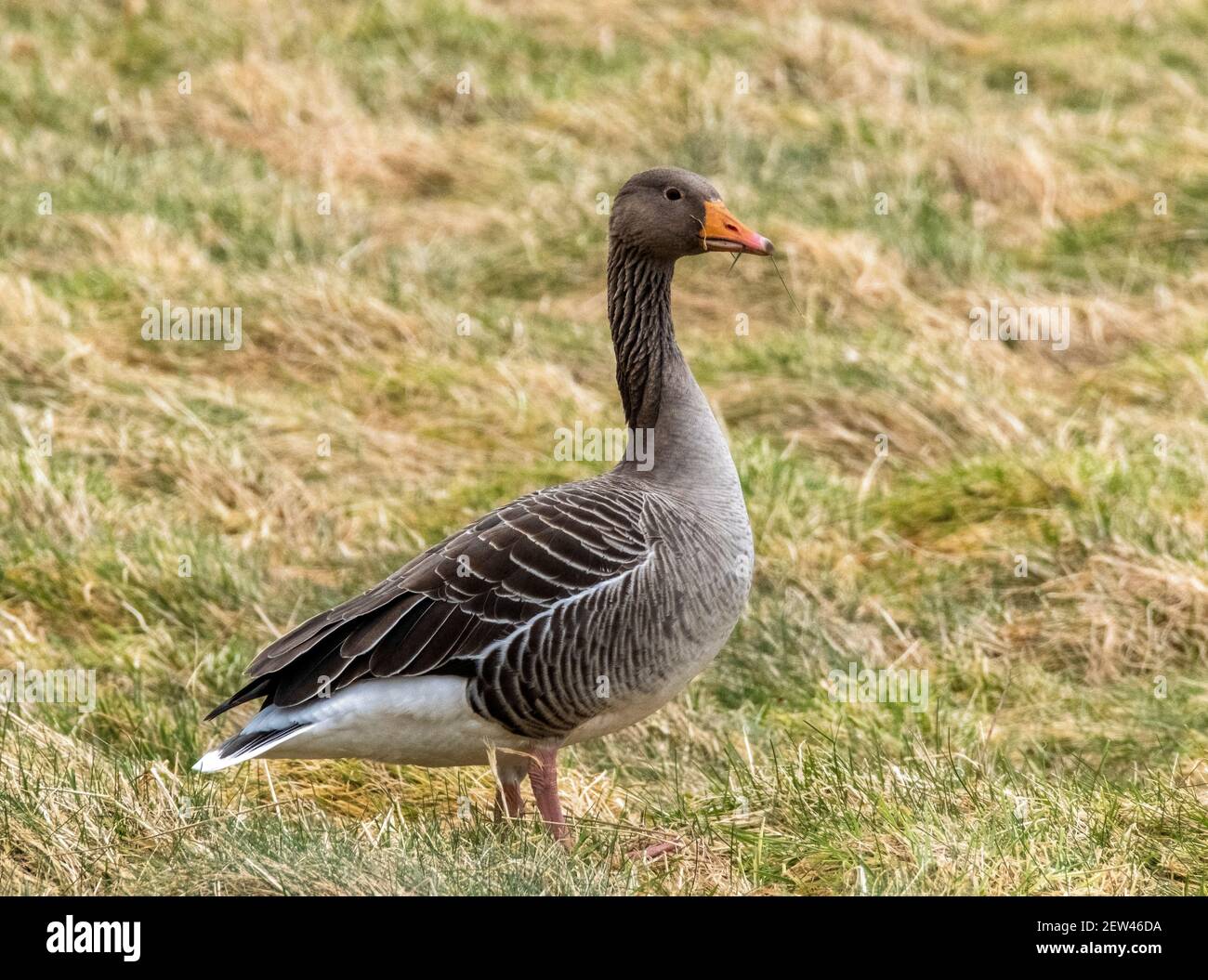 Génèse au graylag paissant sur des terres agricoles près de Loch Leven, Kinross, Écosse, Royaume-Uni. Banque D'Images Génèse au graylag paissant sur des terres agricoles près de Loch Leven, Kinross, Écosse, Royaume-Uni. Banque D'Images