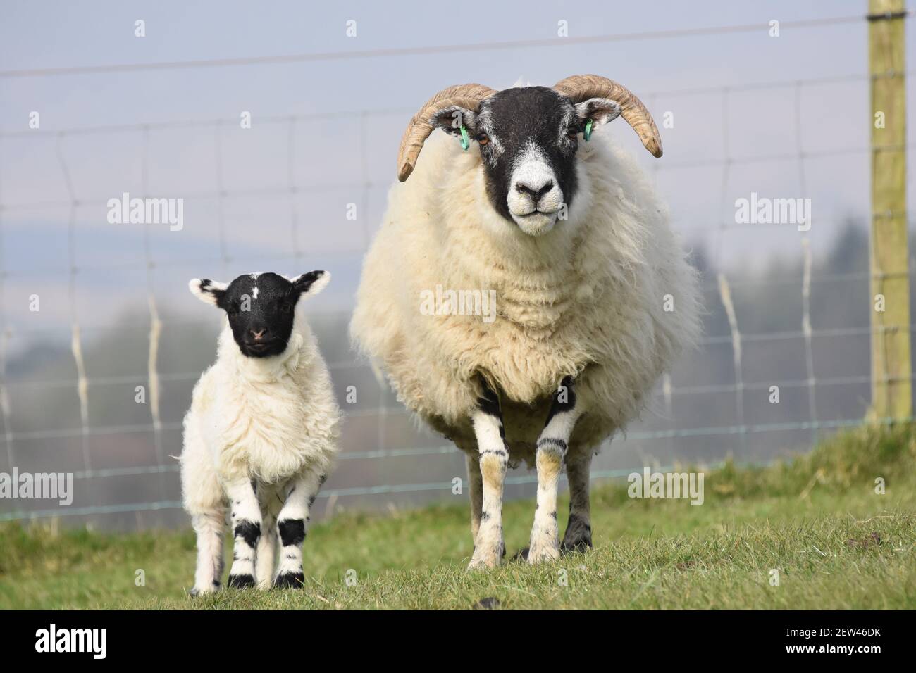 Brebis et agneaux écossais, Dumfries & Galloway, Écosse Banque D'Images