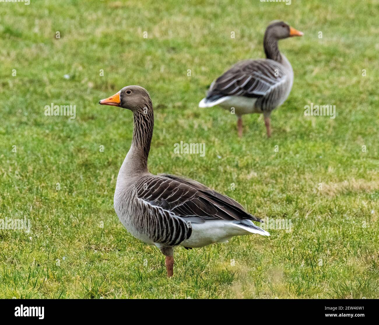 Génèse au graylag paissant sur des terres agricoles près de Loch Leven, Kinross, Écosse, Royaume-Uni. Banque D'Images Génèse au graylag paissant sur des terres agricoles près de Loch Leven, Kinross, Écosse, Royaume-Uni. Banque D'Images