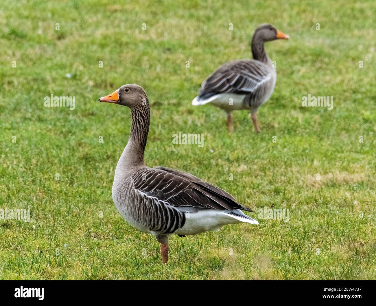 Génèse au graylag paissant sur des terres agricoles près de Loch Leven, Kinross, Écosse, Royaume-Uni. Banque D'Images Génèse au graylag paissant sur des terres agricoles près de Loch Leven, Kinross, Écosse, Royaume-Uni. Banque D'Images