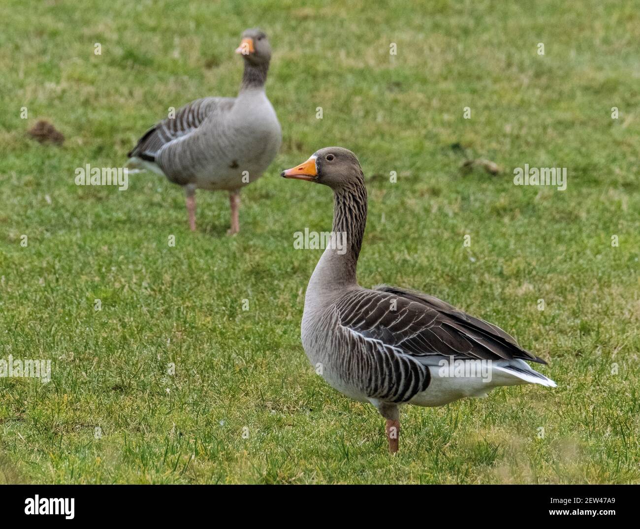 Génèse au graylag paissant sur des terres agricoles près de Loch Leven, Kinross, Écosse, Royaume-Uni. Banque D'Images Génèse au graylag paissant sur des terres agricoles près de Loch Leven, Kinross, Écosse, Royaume-Uni. Banque D'Images