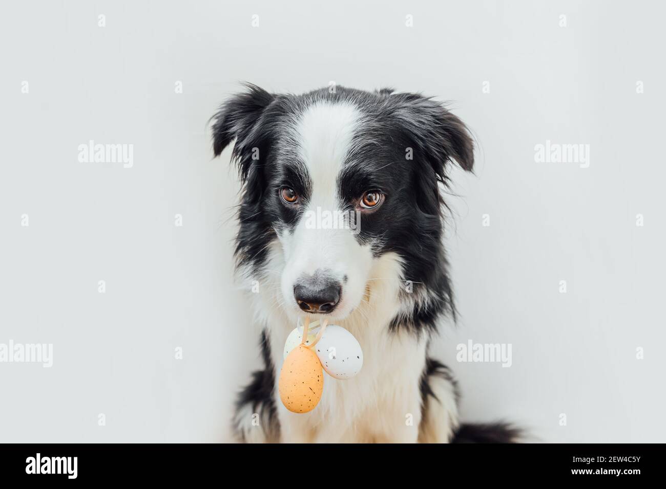 Concept joyeuses Pâques. Préparation pour les vacances. Joli chien bordure collie tenant Pâques oeufs colorés dans la bouche isolée sur fond blanc. Ressort Banque D'Images
