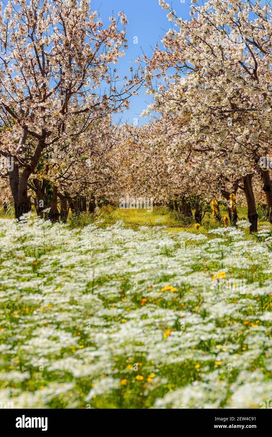 Printemps : rangée de cerisiers en fleurs dans un champ de fleurs sauvages. Banque D'Images